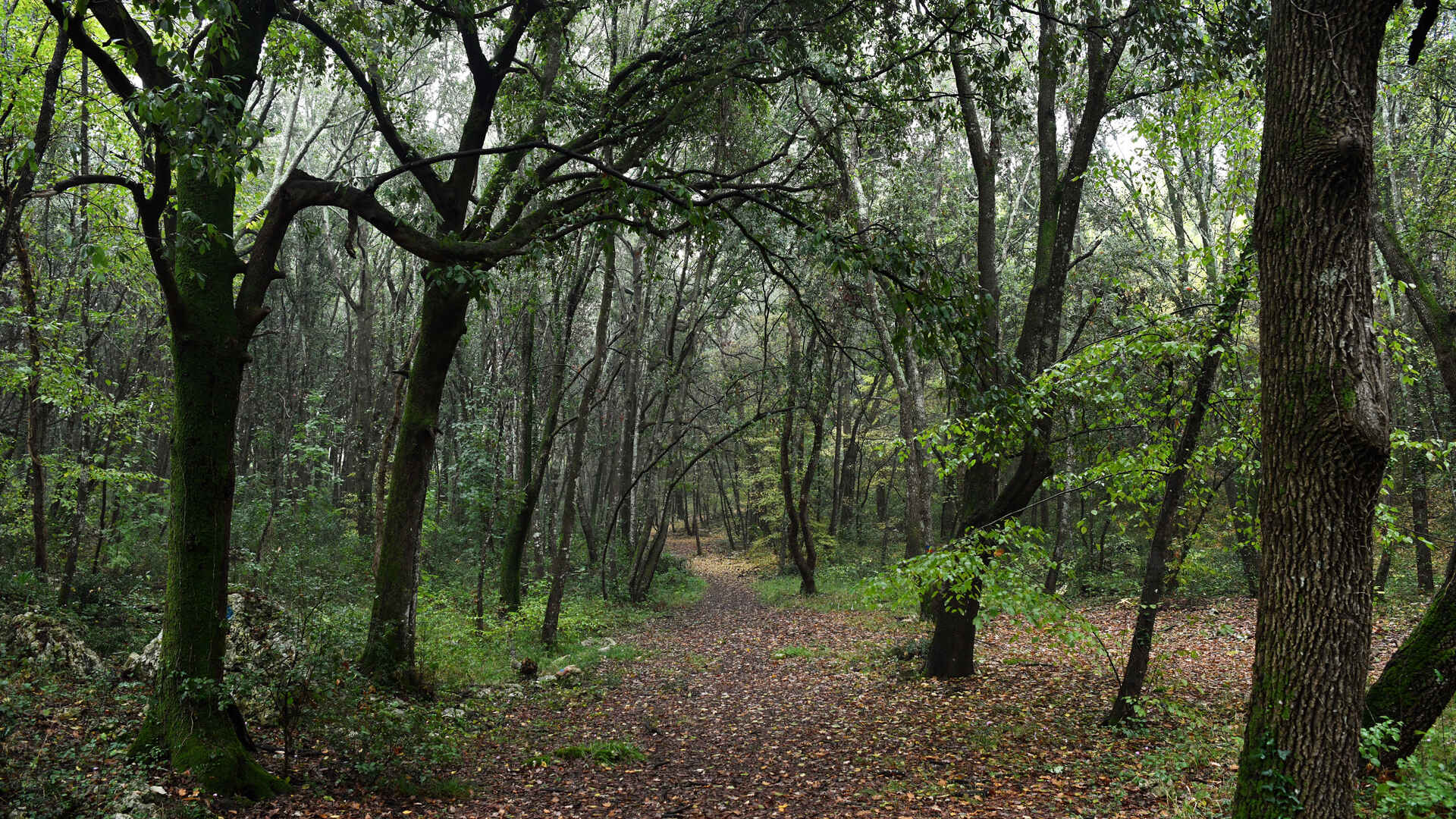 Bosco delle Pianelle
